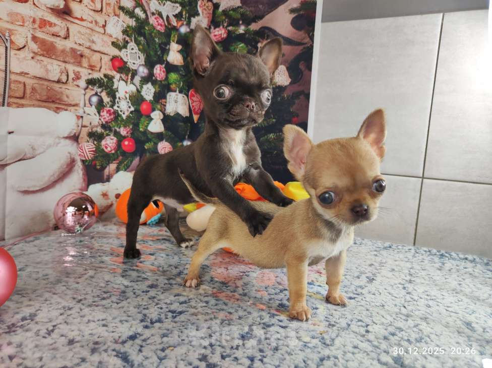 Собаки в Краснодаре: Мини шоколад Мальчик, 40 000 руб. - фото 3