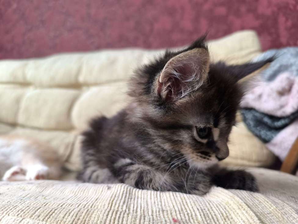 Кошки в других городах Тверской области: Котята Мейкун Мальчик, 17 000 руб. - фото 10