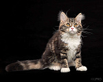 Кошки в Новосибирске: Сибирский котенок Вузетка Девочка, 70 000 руб. - фото 5