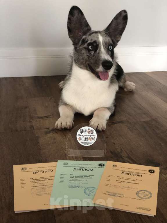 Собаки в Мытищах: Вязка Корги Кардиган(Юный Чемпион России) Мальчик, Бесплатно - фото 9