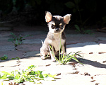 Собаки в Москве: Мини чихуахуа🌸👍 Девочка, 75 000 руб. - фото 3