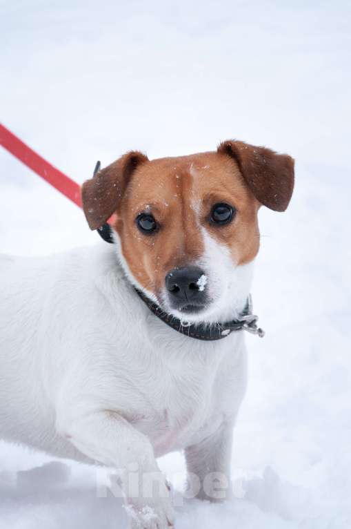 Собаки в Ногинске: Майло ждет свою семью в приюте Мальчик, Бесплатно - фото 1