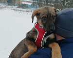 Собаки в Москве: Щенок Норд ищет дом Мальчик, Бесплатно - фото 3