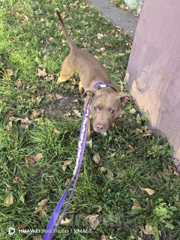 Собаки в Москве: В добрые руки Мальчик, Бесплатно - фото 3