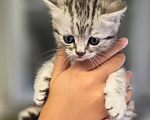 Кошки в Ижевске: Котята Разнополые, Бесплатно - фото 1