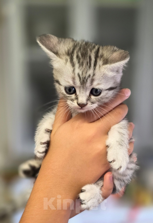 Кошки в Ижевске: Котята Разнополые, Бесплатно - фото 1