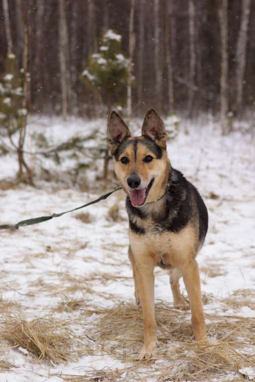Собаки в Ногинске: Джесси Девочка, Бесплатно - фото 2