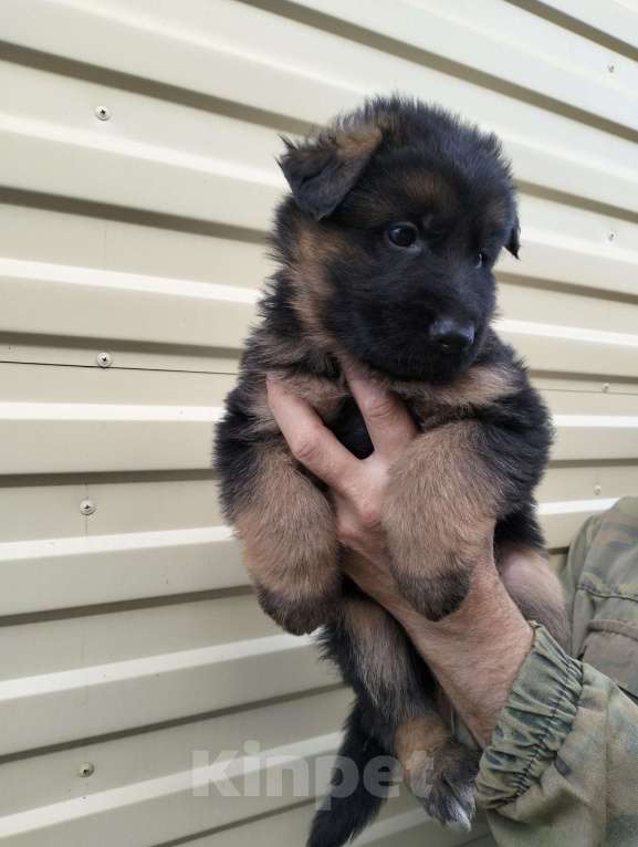 Собаки в других городах Красноярского края: Мальчик Актай Мальчик, 40 000 руб. - фото 5