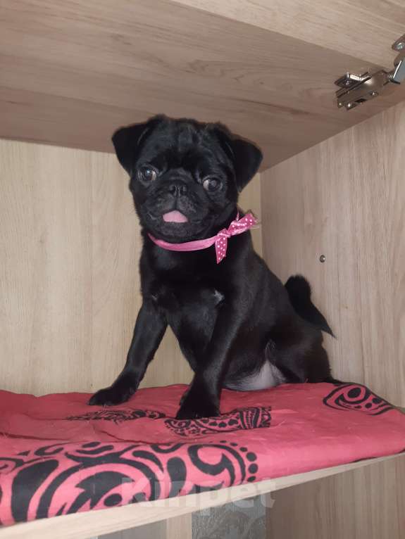 Собаки в Новосибирске: Девчушка чернушка с документами РКФ привита Девочка, 40 000 руб. - фото 5
