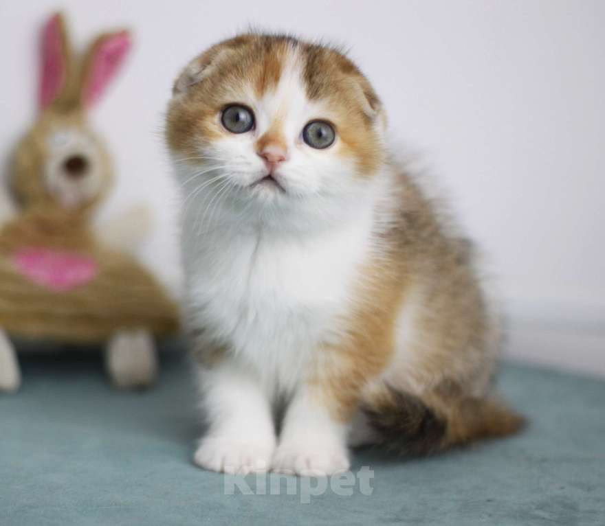 Кошки в Москве: Гаëн Девочка, 30 000 руб. - фото 3