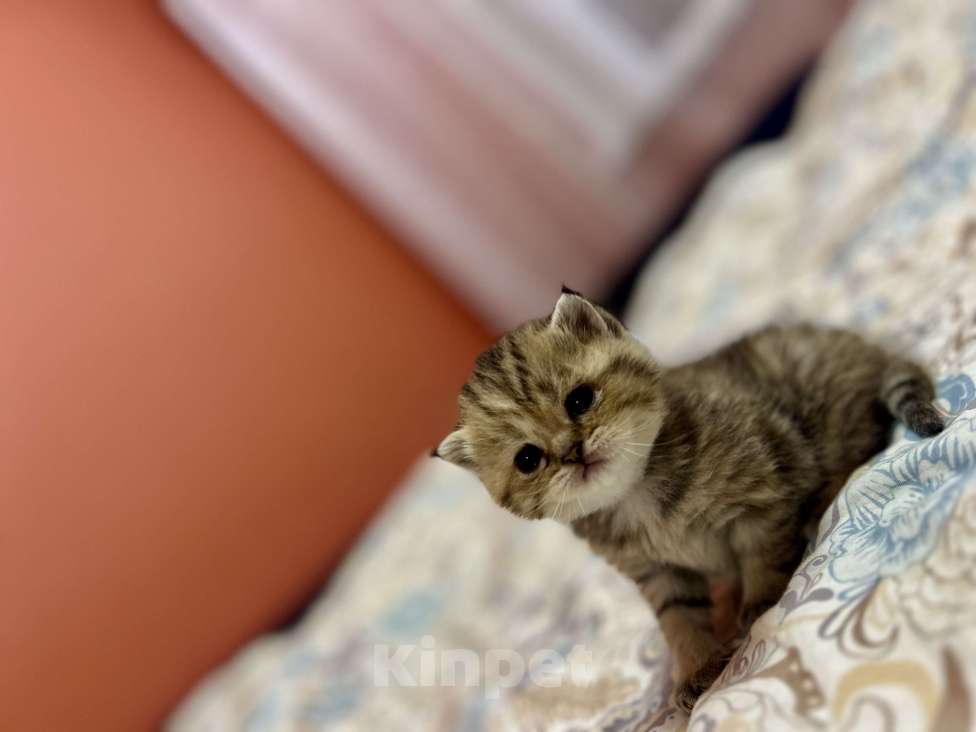 Кошки в Воронеже: Шотландская золотая шиншилла Девочка, 20 000 руб. - фото 1