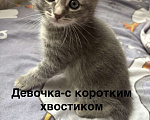 Кошки в Москве: 4 котёнка в добрые руки Мальчик, Бесплатно - фото 3
