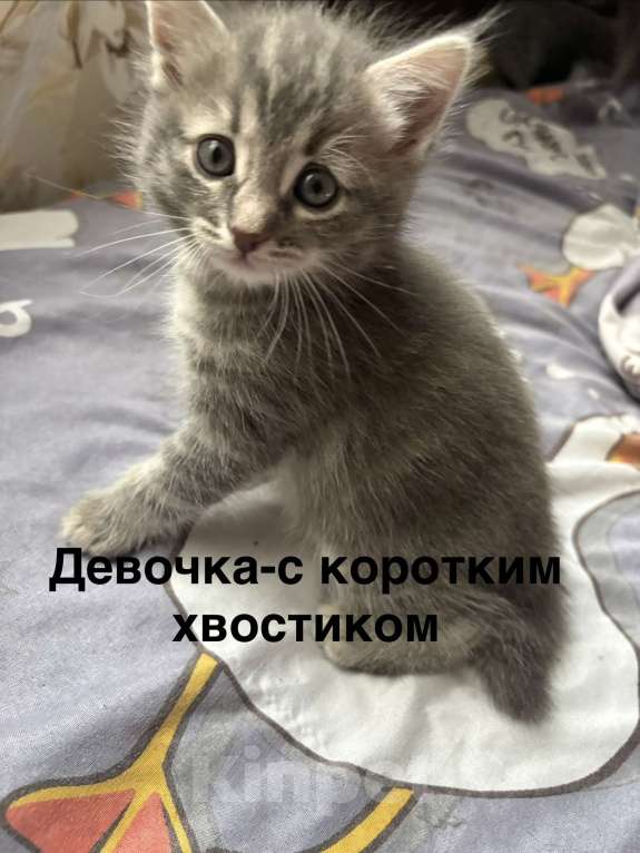 Кошки в Москве: 4 котёнка в добрые руки Мальчик, Бесплатно - фото 3