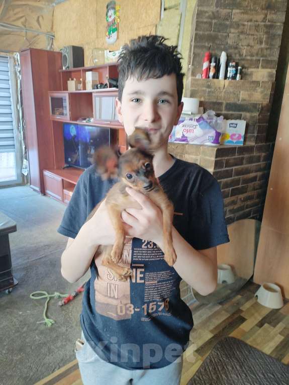 Собаки в Кыштыме: Продается Русский той щенок Мальчик, 25 000 руб. - фото 3