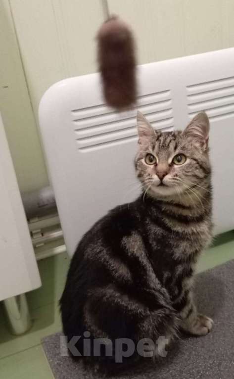 Кошки в Санкт-Петербурге: Шикарный котёнок ищет дом. Мальчик, Бесплатно - фото 1