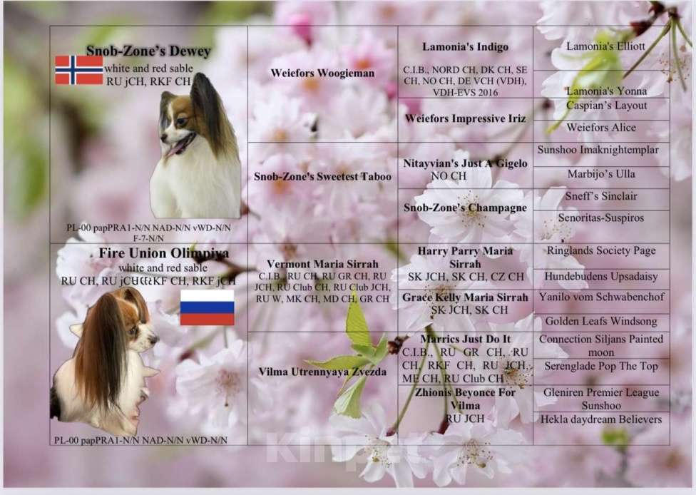 Собаки в Москве: Щенки папийона  от высокопородных родителей Разнополые, Бесплатно - фото 1