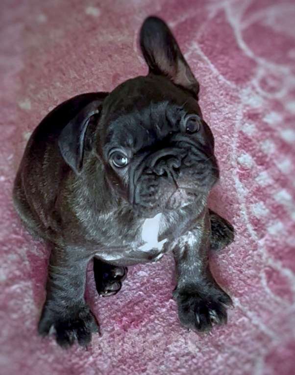 Собаки в Новосибирске: французские тигрята Разнополые, 40 000 руб. - фото 2