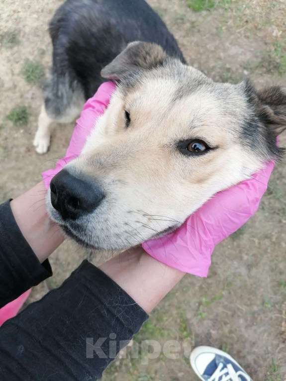 Собаки в Москве: Виччи почти вырос а дома все еще нет Мальчик, Бесплатно - фото 2