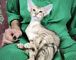 Кошки в Москве: Ориентальный котенок девочка Девочка, 65 000 руб. - фото 2
