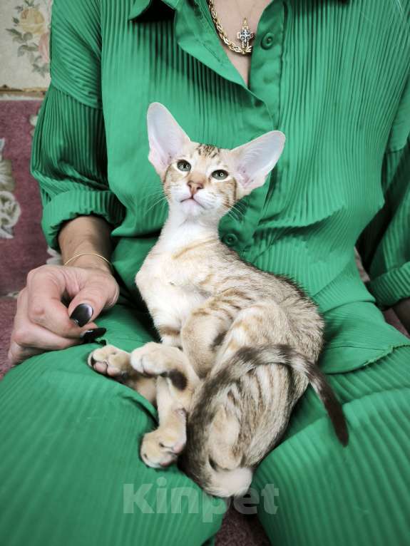 Кошки в Москве: Ориентальный котенок девочка Девочка, 65 000 руб. - фото 2