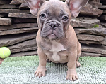 Собаки в Шахте: Щенки французского бульдога Девочка, 30 000 руб. - фото 1