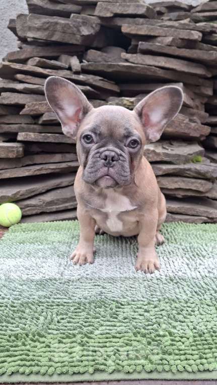 Собаки в Шахте: Щенки французского бульдога Девочка, 30 000 руб. - фото 1