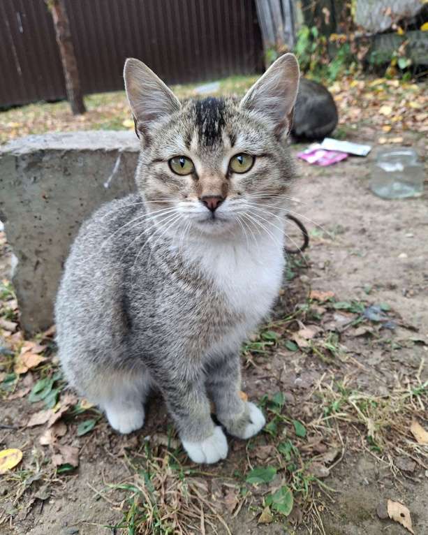 Кошки в Москве: Малышке нужен дом! Девочка, Бесплатно - фото 2