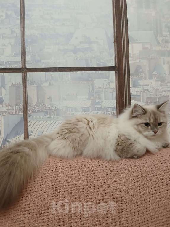 Кошки в Москве: Красивый мальчик, окрас- сил табби пойнт Мальчик, Бесплатно - фото 3