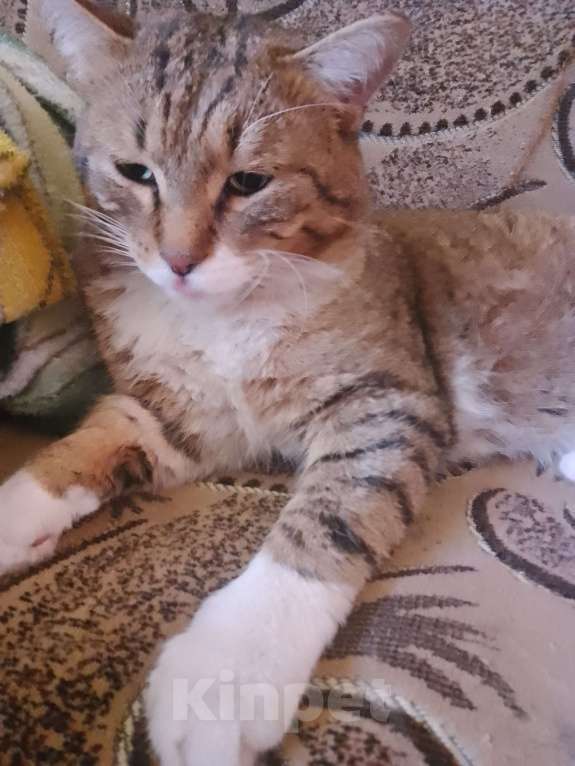 Кошки в Уфе: Курильский бобтейл,котята Мальчик, 10 000 руб. - фото 6