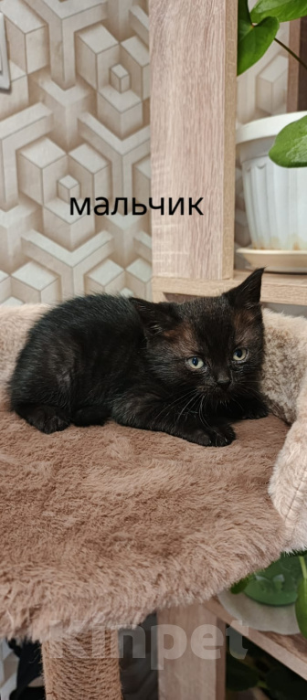 Кошки в других городах Московской области: Котята в добрые руки Разнополые, Бесплатно - фото 5