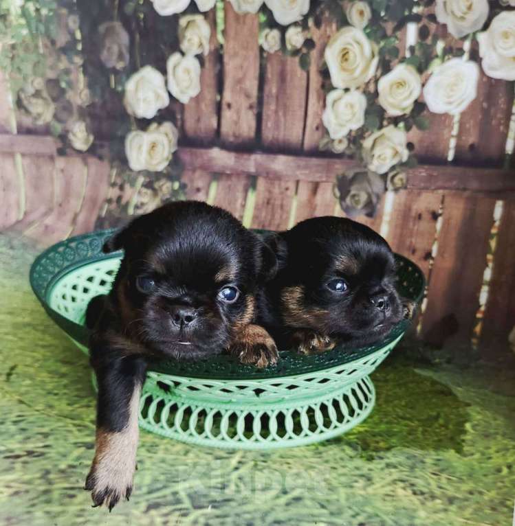 Собаки в Москве: Мальчики пти-брабансоны Мальчик, 40 000 руб. - фото 3