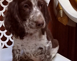 Собаки в Москве: Щенок русского охотничьего спаниеля Мальчик, 35 000 руб. - фото 2