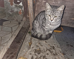 Кошки в других городах Московской области: Котёнок в добрые руки Мальчик, 10 руб. - фото 1
