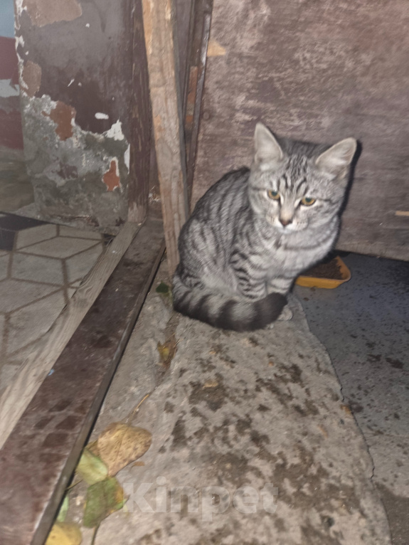 Кошки в других городах Московской области: Котёнок в добрые руки Мальчик, 10 руб. - фото 1