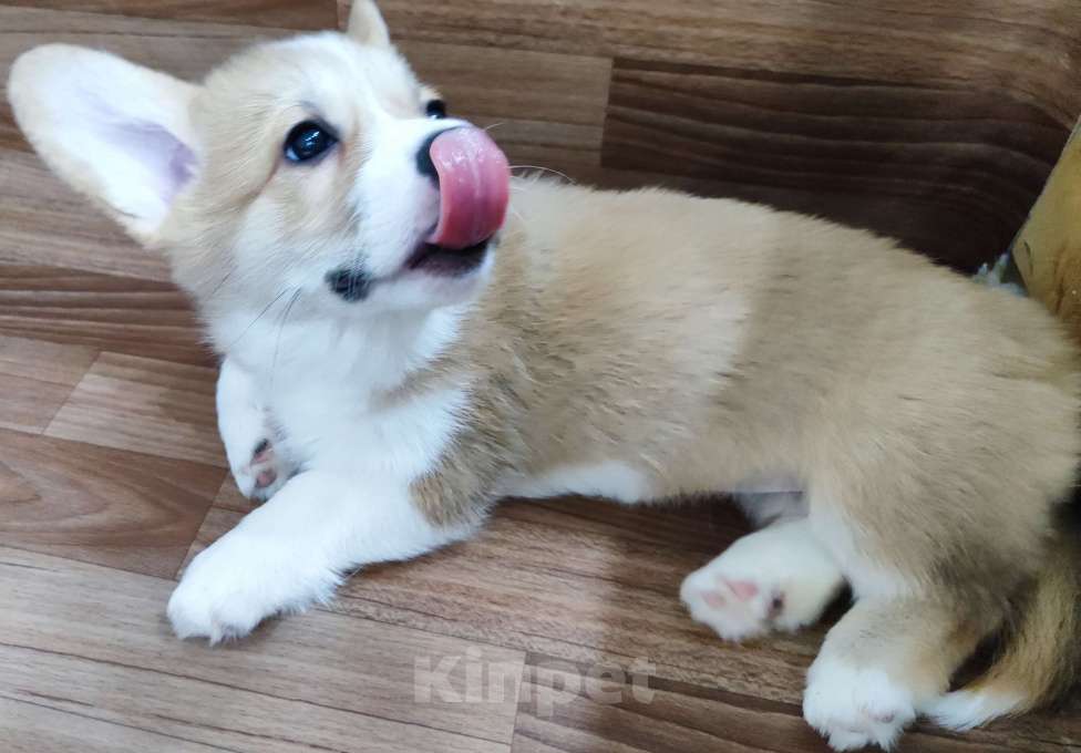 Собаки в Воронеже: Девочка 2,5 мес Девочка, Бесплатно - фото 4