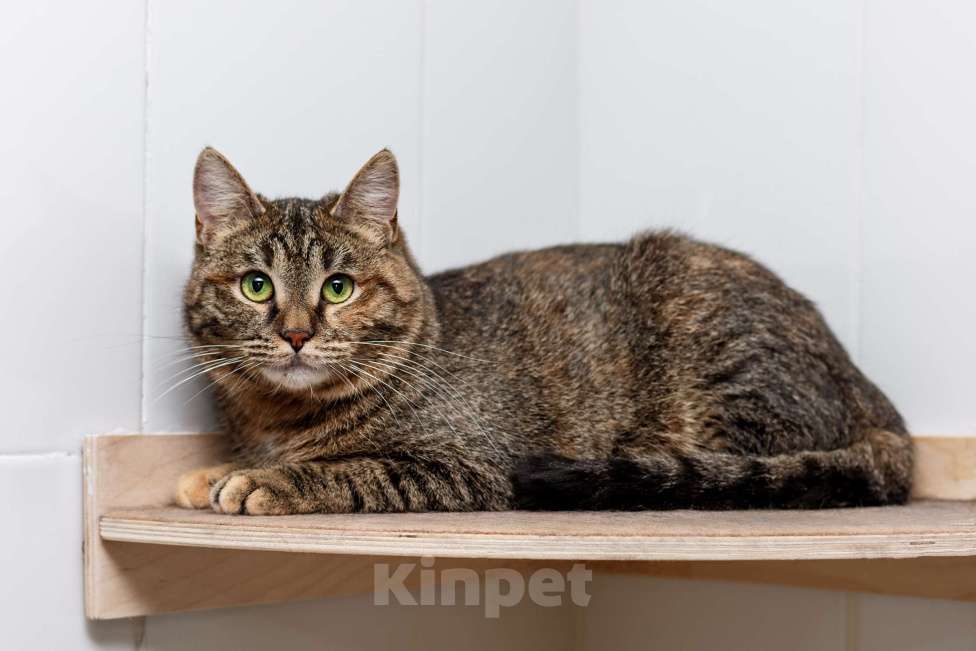 Кошки в Москве: В самые добрые руки Девочка, Бесплатно - фото 5