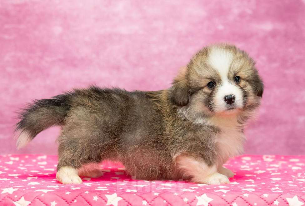 Собаки в Москве: Флаффи Мальчик, 60 000 руб. - фото 4