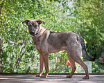 Собаки в Рязани: Хан - умный и благородный пёс Мальчик, Бесплатно - фото 1