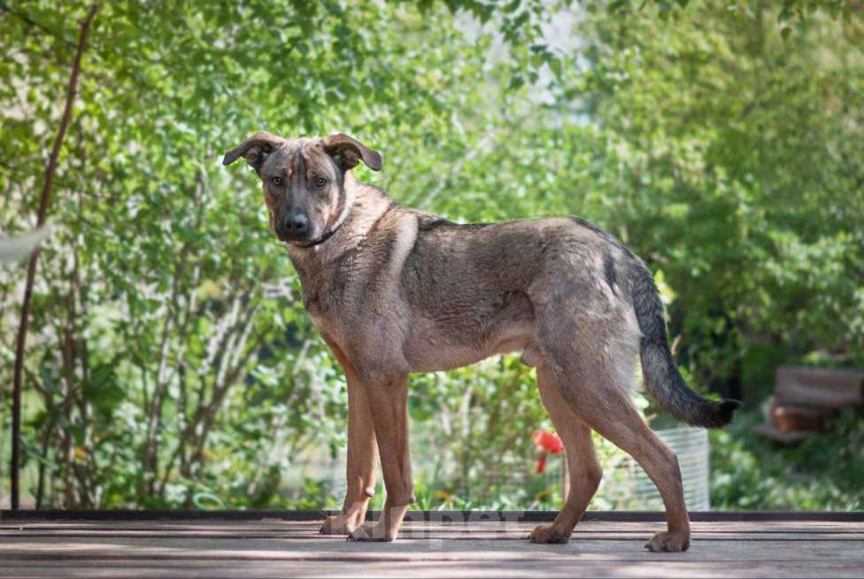 Собаки в Рязани: Хан - умный и благородный пёс Мальчик, Бесплатно - фото 1