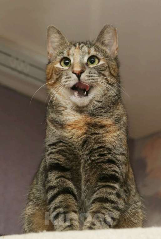 Кошки в Санкт-Петербурге: Кошечка Марфа ищет семью Девочка, Бесплатно - фото 1