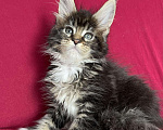 Кошки в Калаче-На-Доне: Котята мейн кун, 40 000 руб. - фото 7