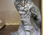 Кошки в Дедовске: Кошечка Мейн-кун без ограничения Девочка, 20 000 руб. - фото 2