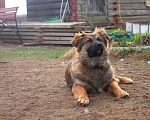 Собаки в Москве: Плюшевые девчонки в поиске дома! Девочка, Бесплатно - фото 7