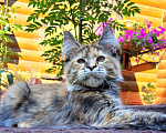 Кошки в Чапаевске: Кошечка Мейн кун Девочка, 30 000 руб. - фото 1