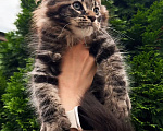 Кошки в Краснодаре: Котенок мейн кун Мальчик, 75 000 руб. - фото 5