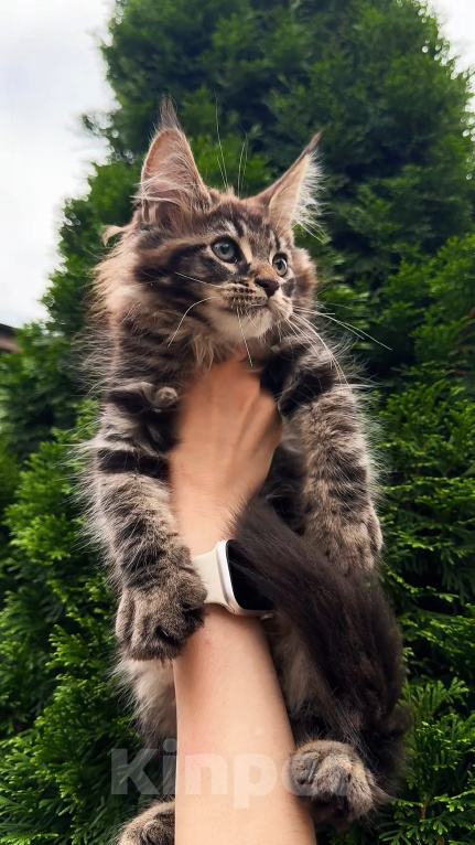 Кошки в Краснодаре: Котенок мейн кун Мальчик, 75 000 руб. - фото 5