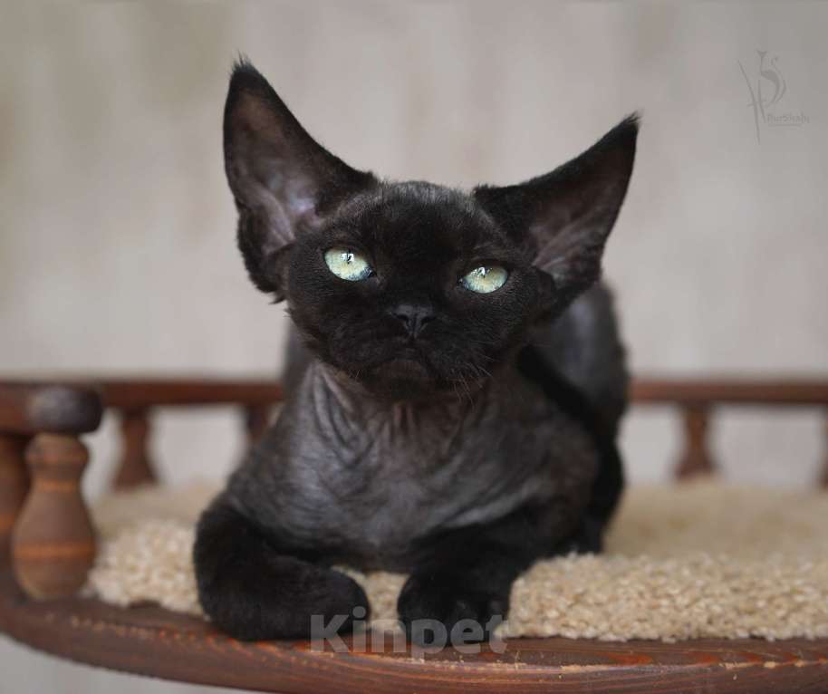 Кошки в Москве: Девон-рекс черная девочка Девочка, 90 000 руб. - фото 2