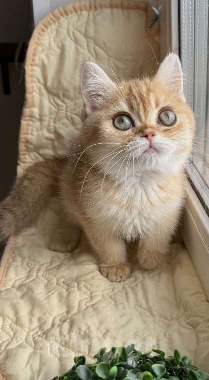 Кошки в Москве: Улыбака Мальчик, 45 000 руб. - фото 2