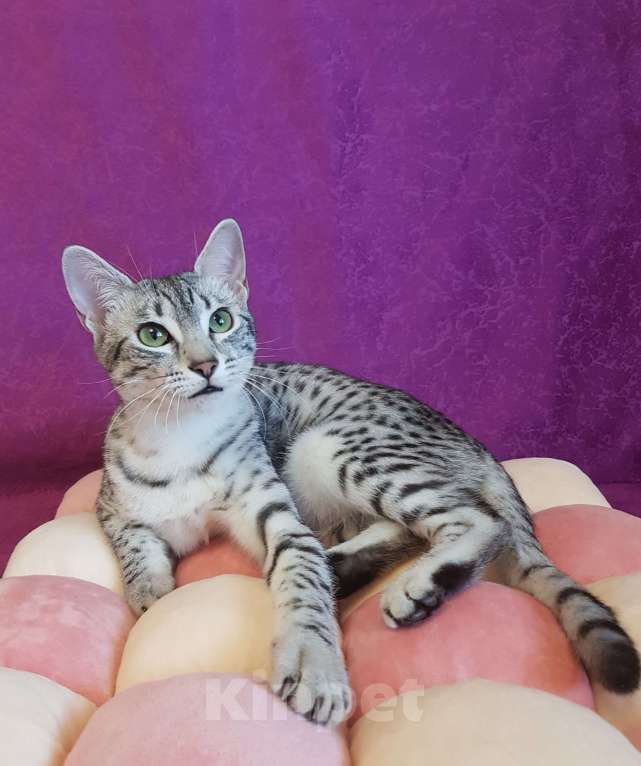 Кошки в Санкт-Петербурге: Кошечка редкой породы Египетская мау  Девочка, Бесплатно - фото 4