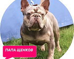 Собаки в Москве: Французский бульдог изабелла мальчик Мальчик, Бесплатно - фото 6